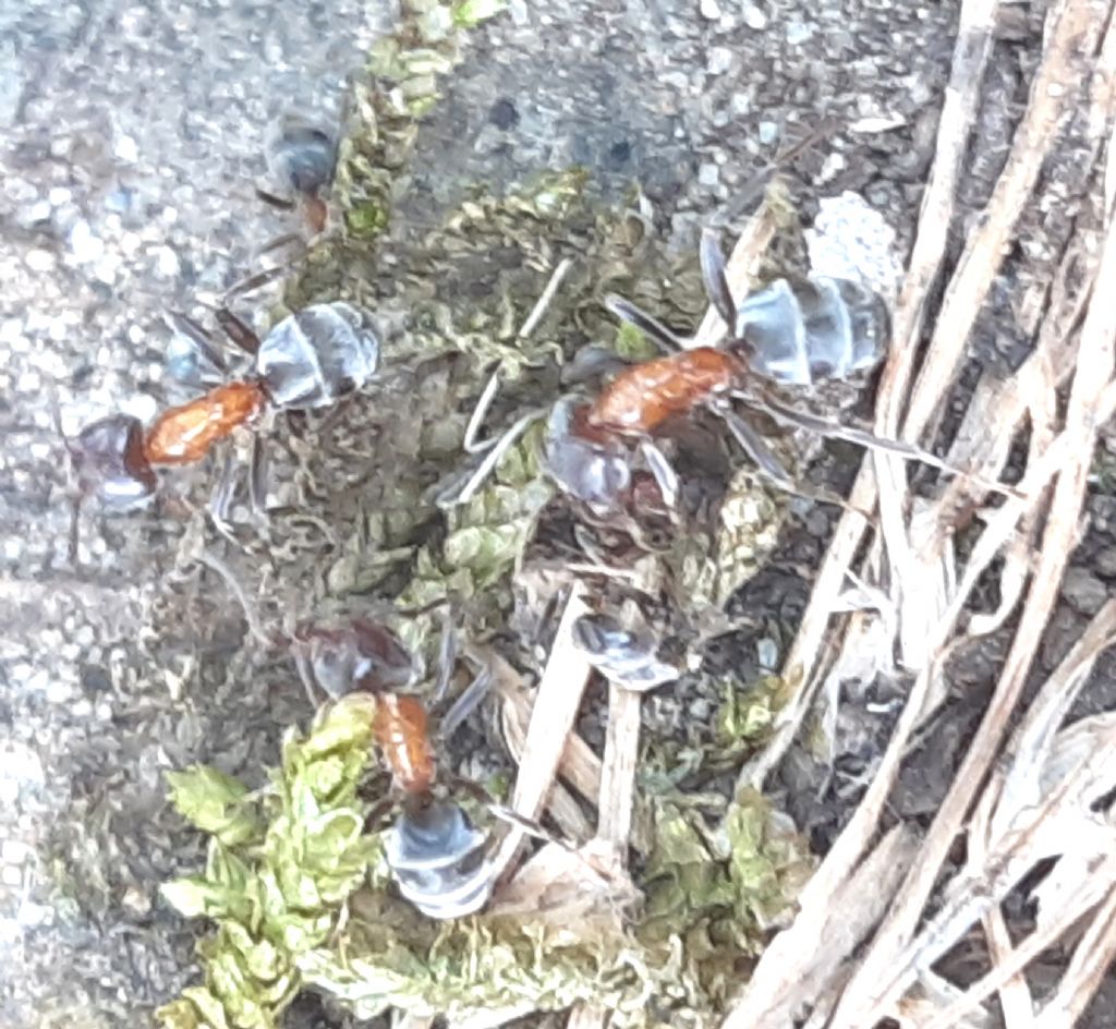 Formiche del Parco del Pollino: Lasius emarginatus